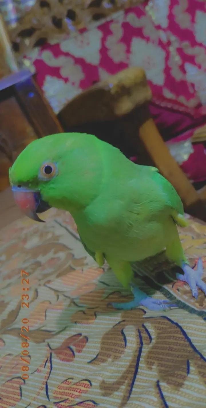 @๐๐๐ก๐๐ฃ๐ ๐๐๐๐ก๐ก๐ฎ