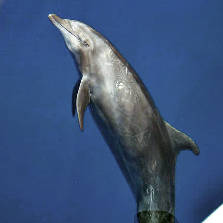 @Saul Nomada