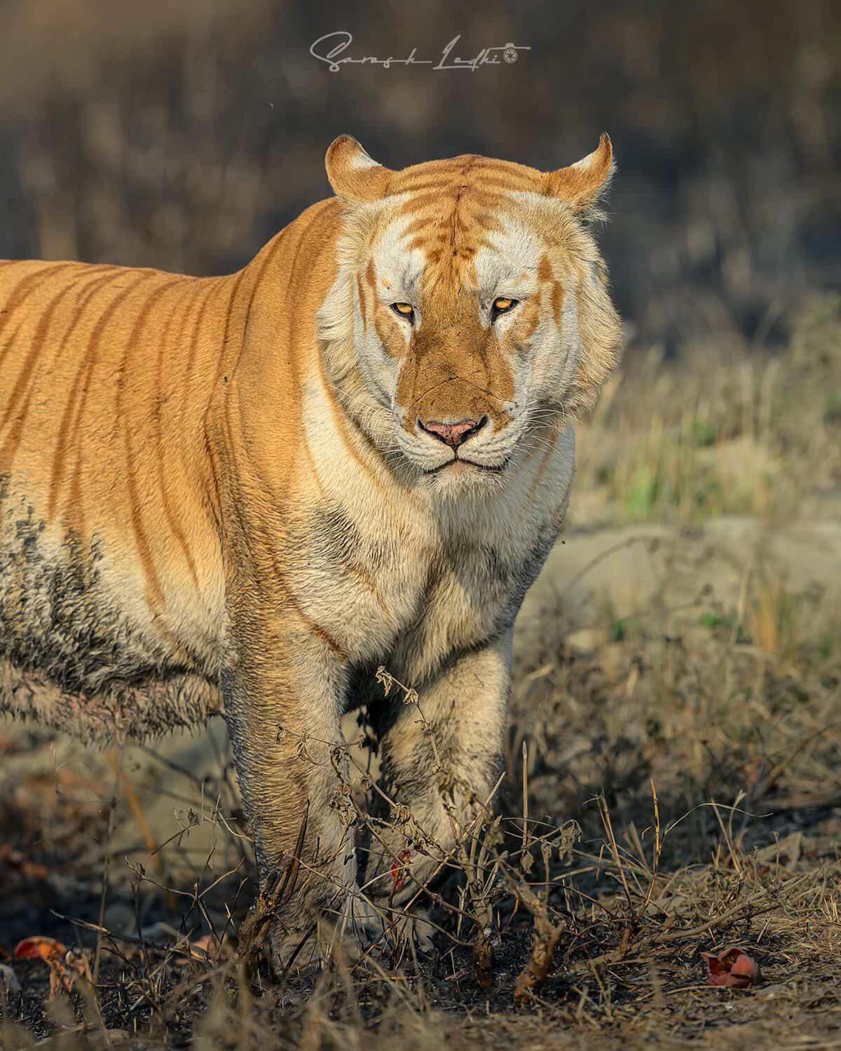 @ღ ⚔️ 𝑻𝑰𝑮𝑹𝑬𝑺𝑺. 🐅 ༆