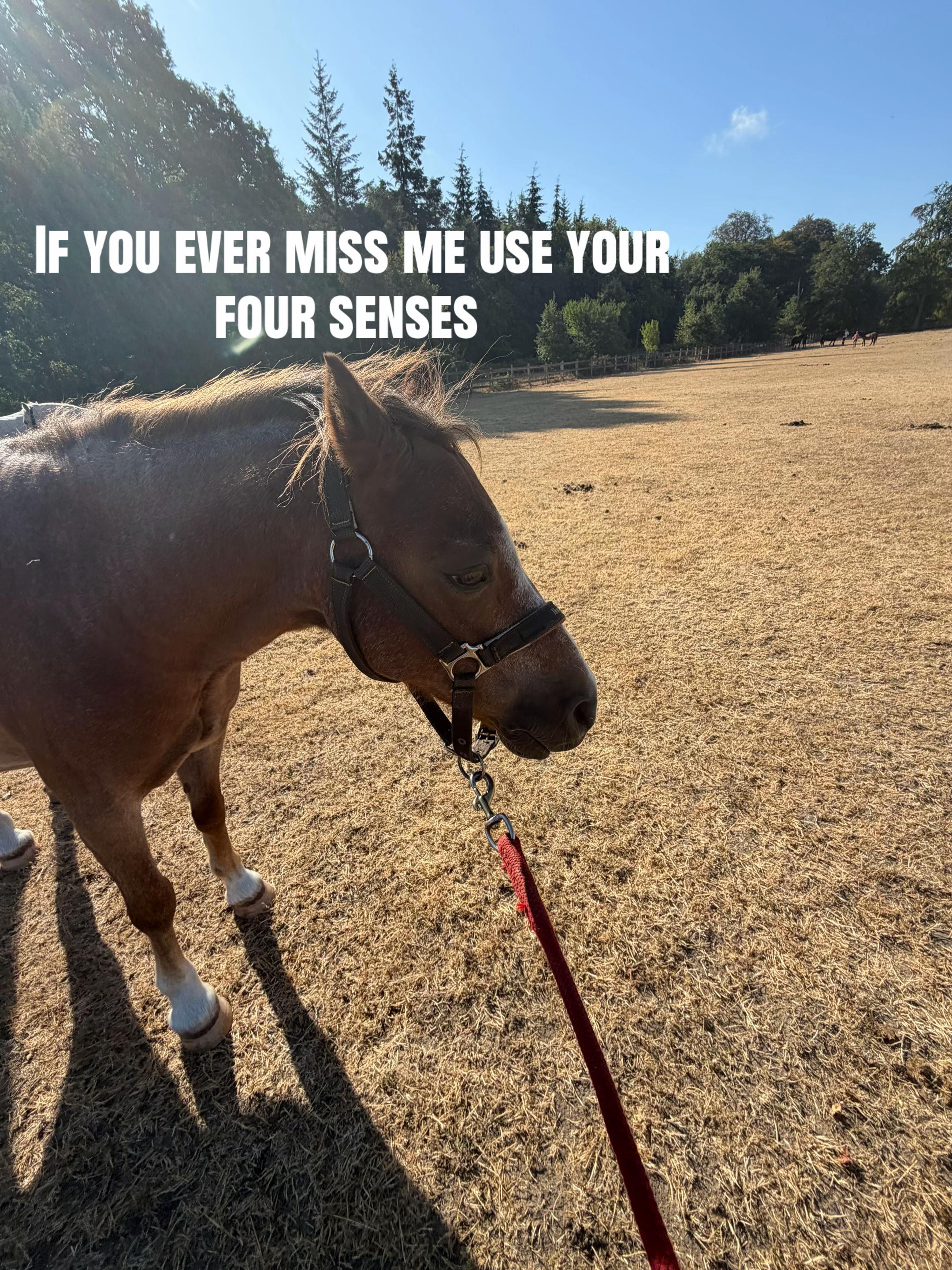 @Soph 🤍🐴