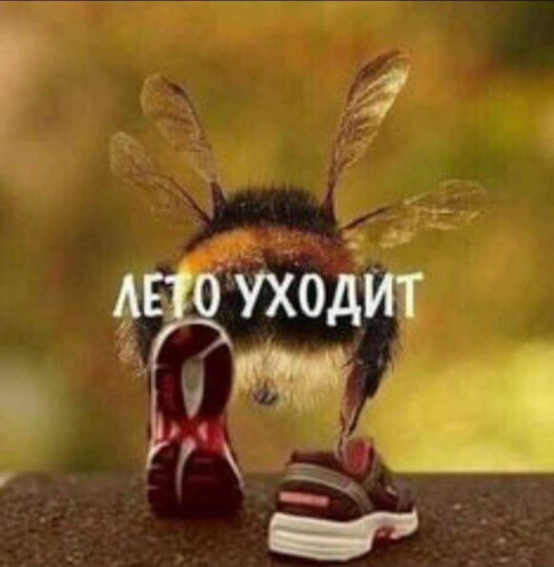 @carifal