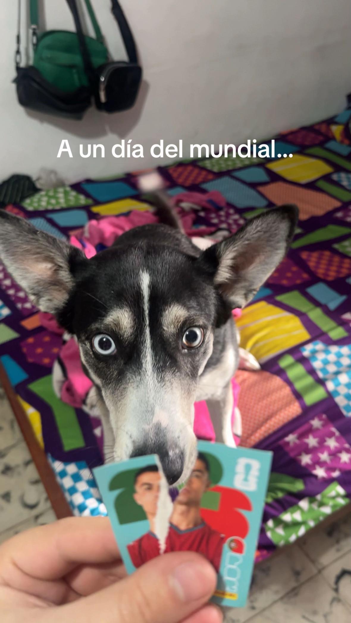 @vacaa_cow