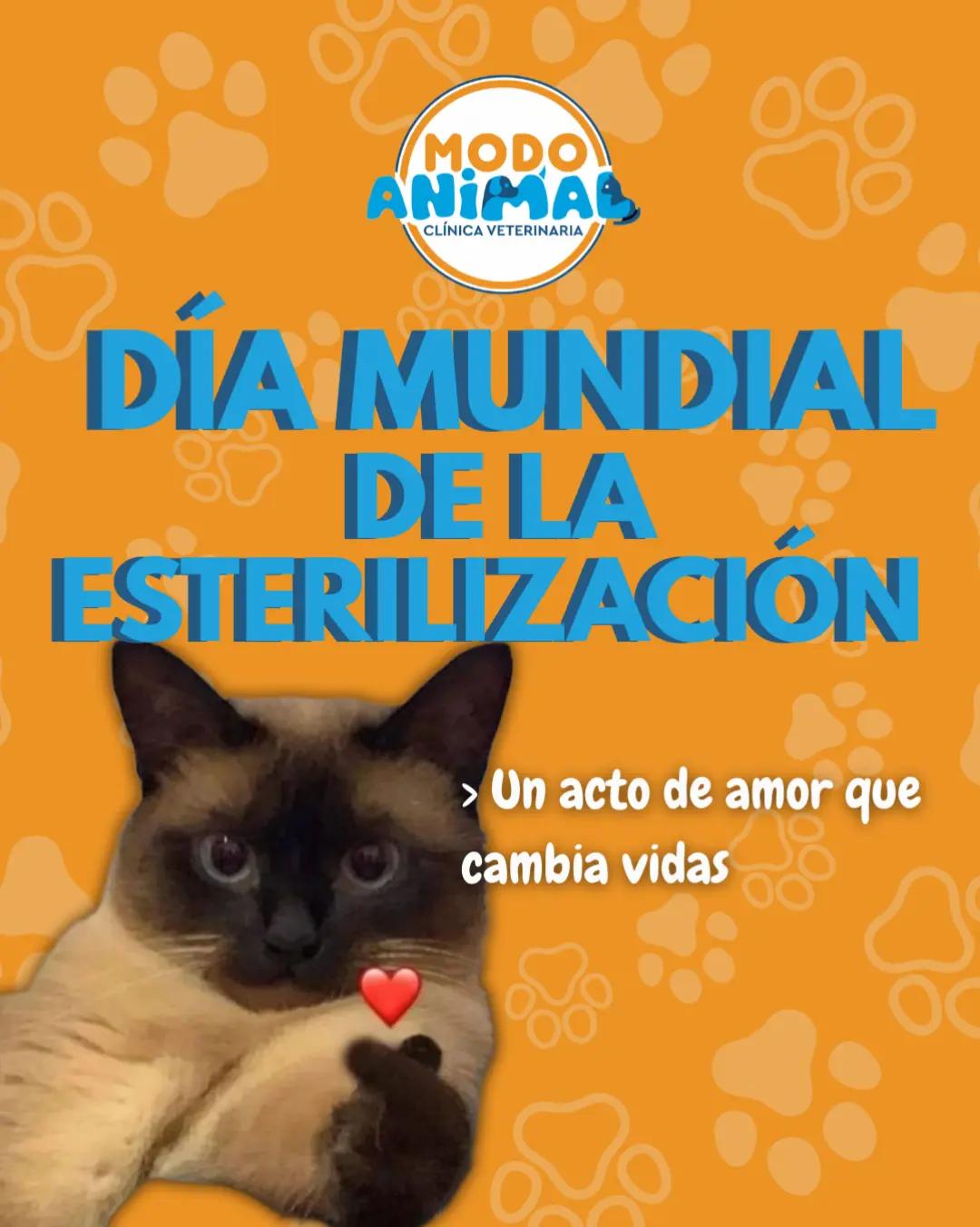 @VetModoAnimal
