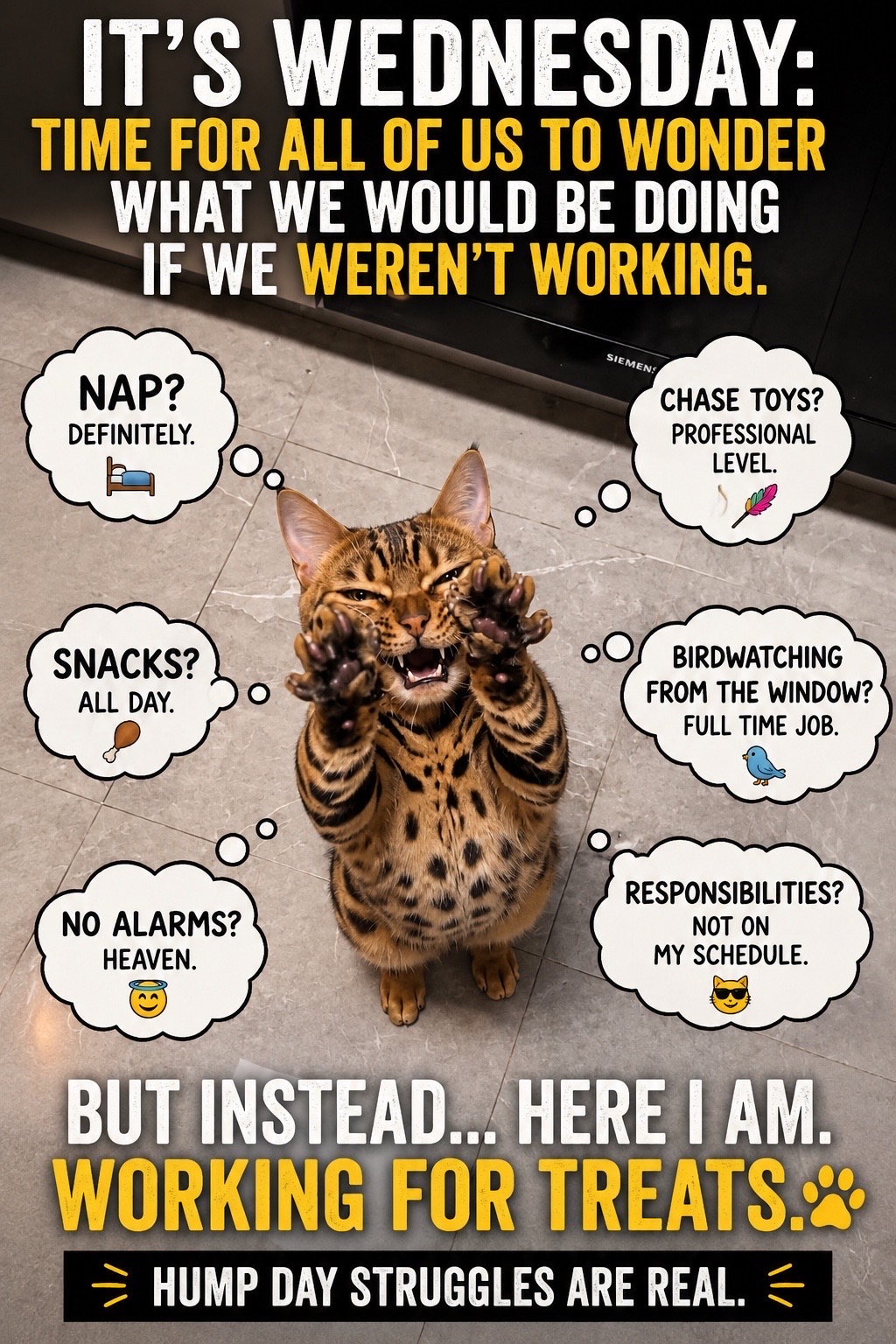 @Drew crazy cat guy