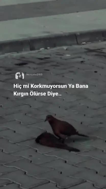 @Serpil Alabaş Emekdar