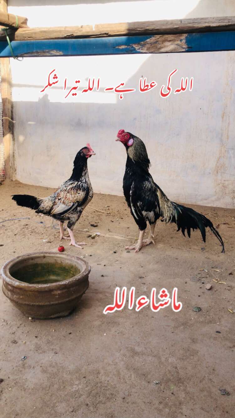 @Poultry Markaz