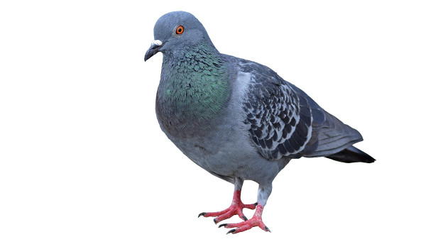 @Pigeon