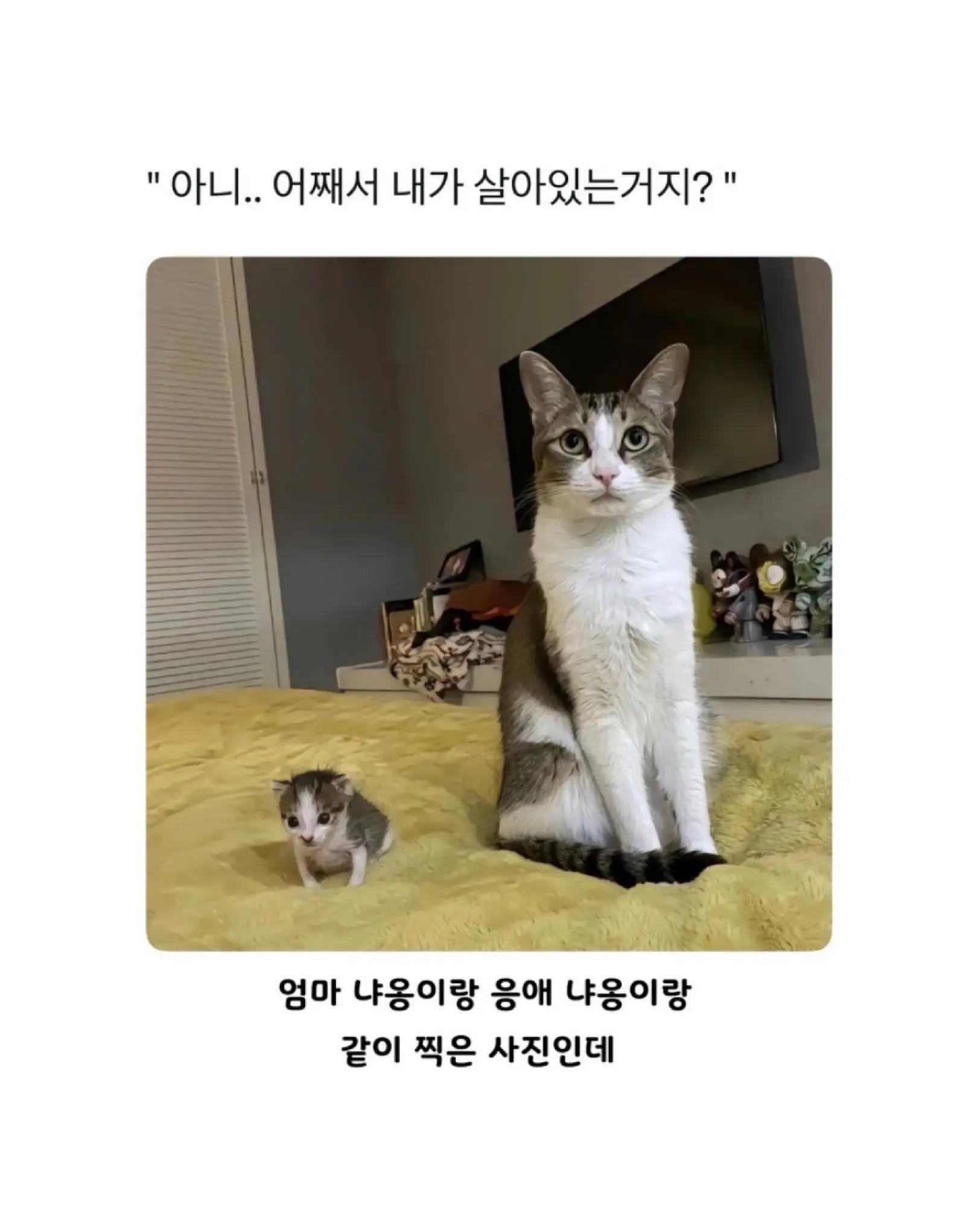 @로이젤