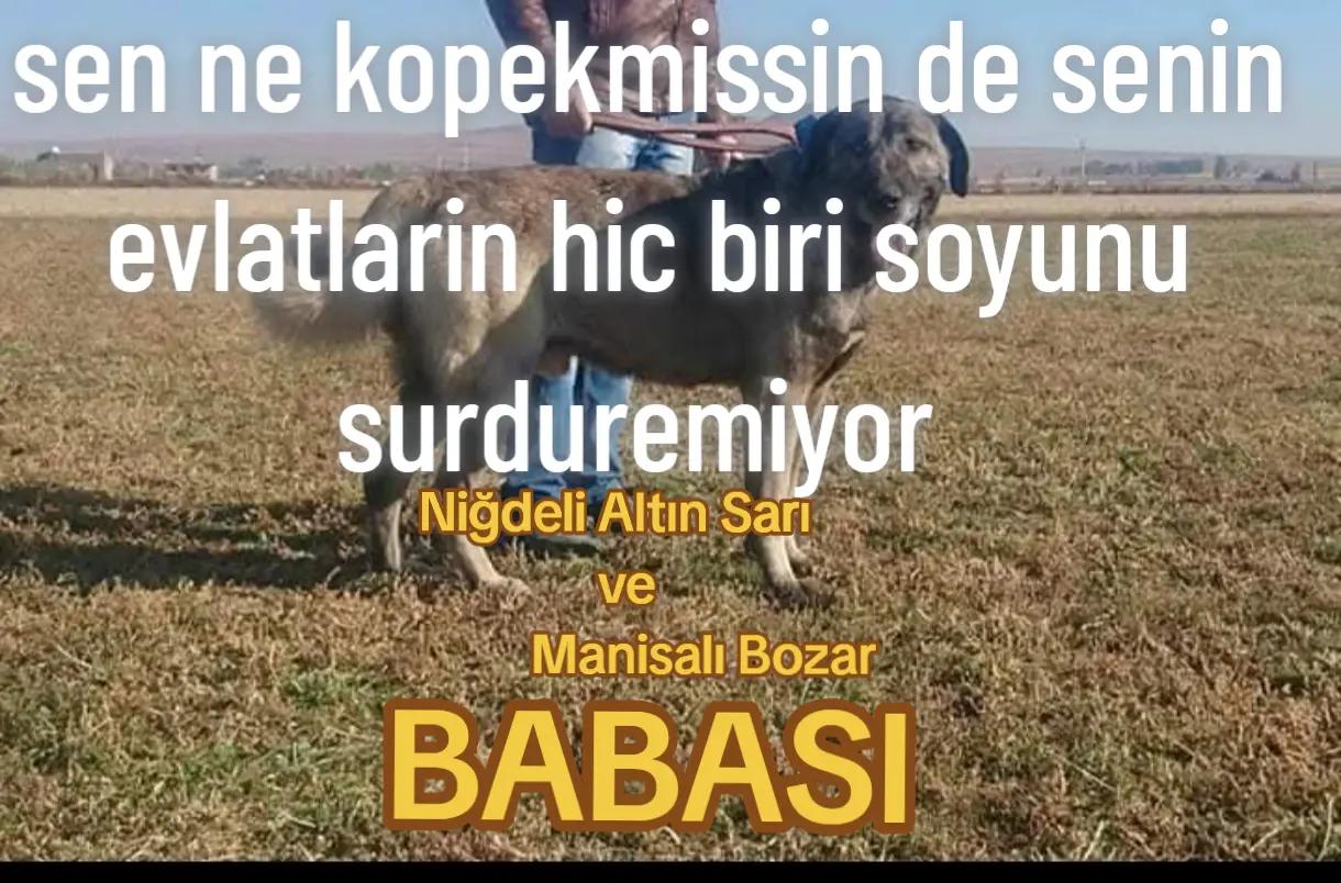 @Çağrı Eskici