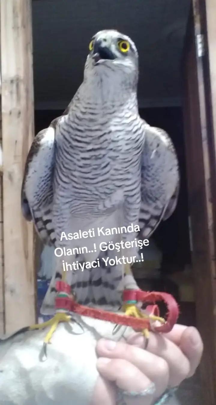 @&ccedil;ilekeş