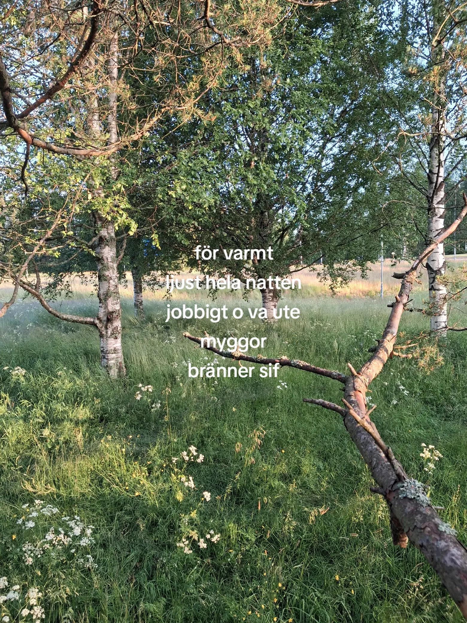 @𝑴𝒂𝒋𝒂