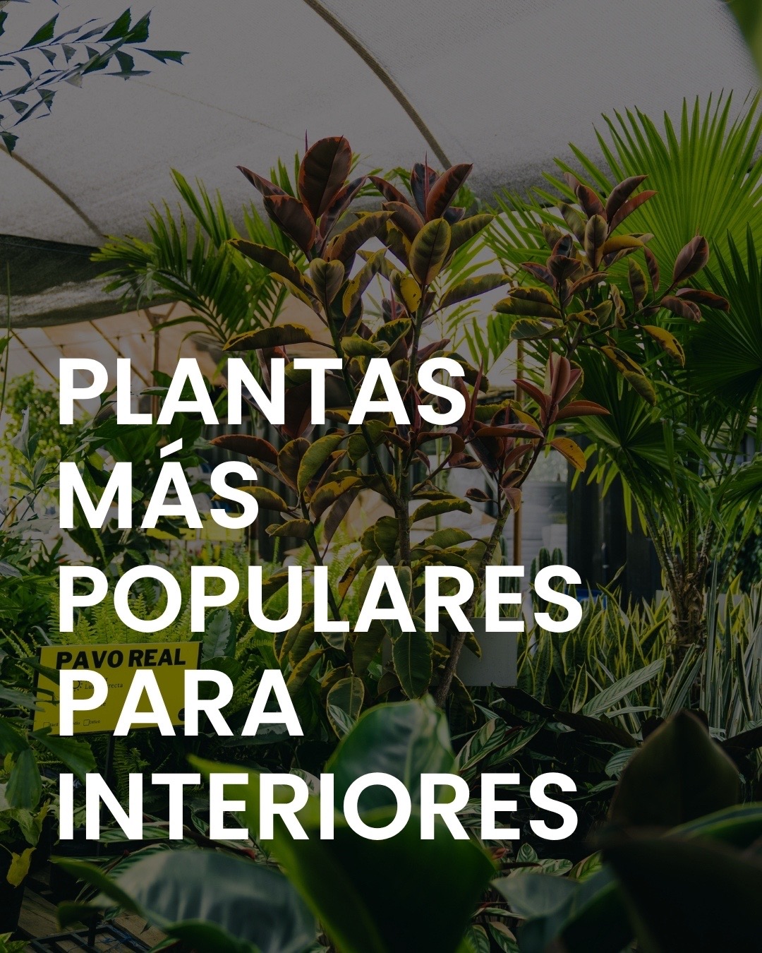 @Macetare Garden Shop Ecuador
