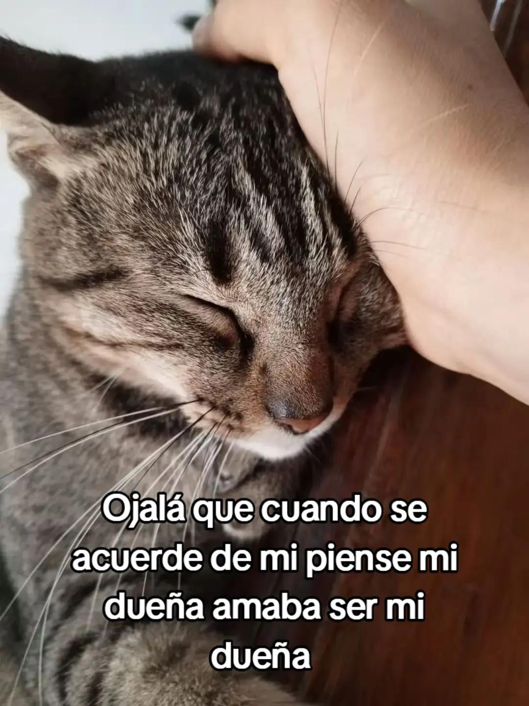 @𝑩𝒆𝒕𝒔𝒂𝒃𝒆〆𝑭𝑭🔫