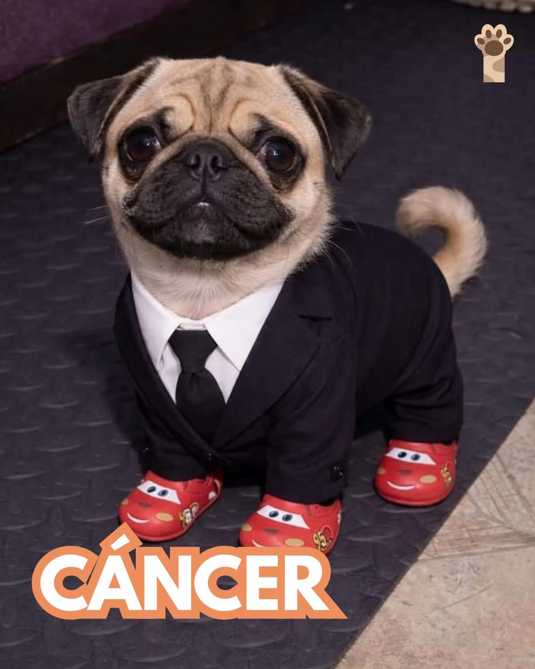 @Petlife