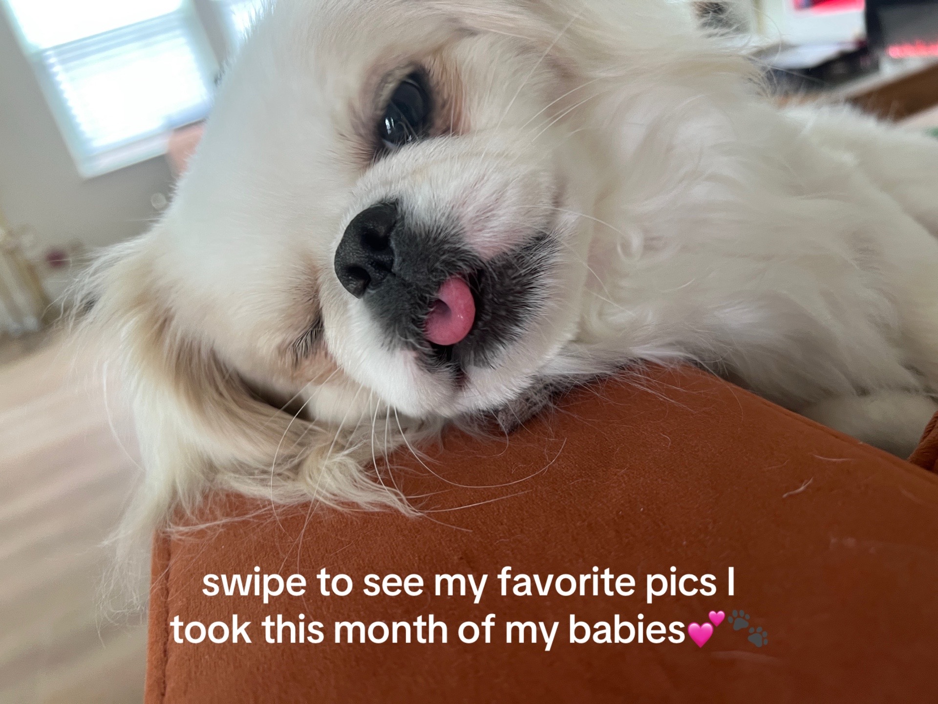 @toe beans inc!🐾