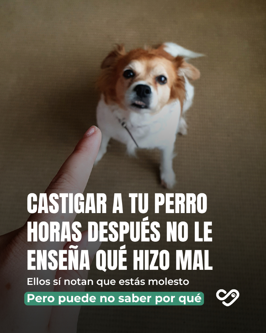 @Pancho Cavero