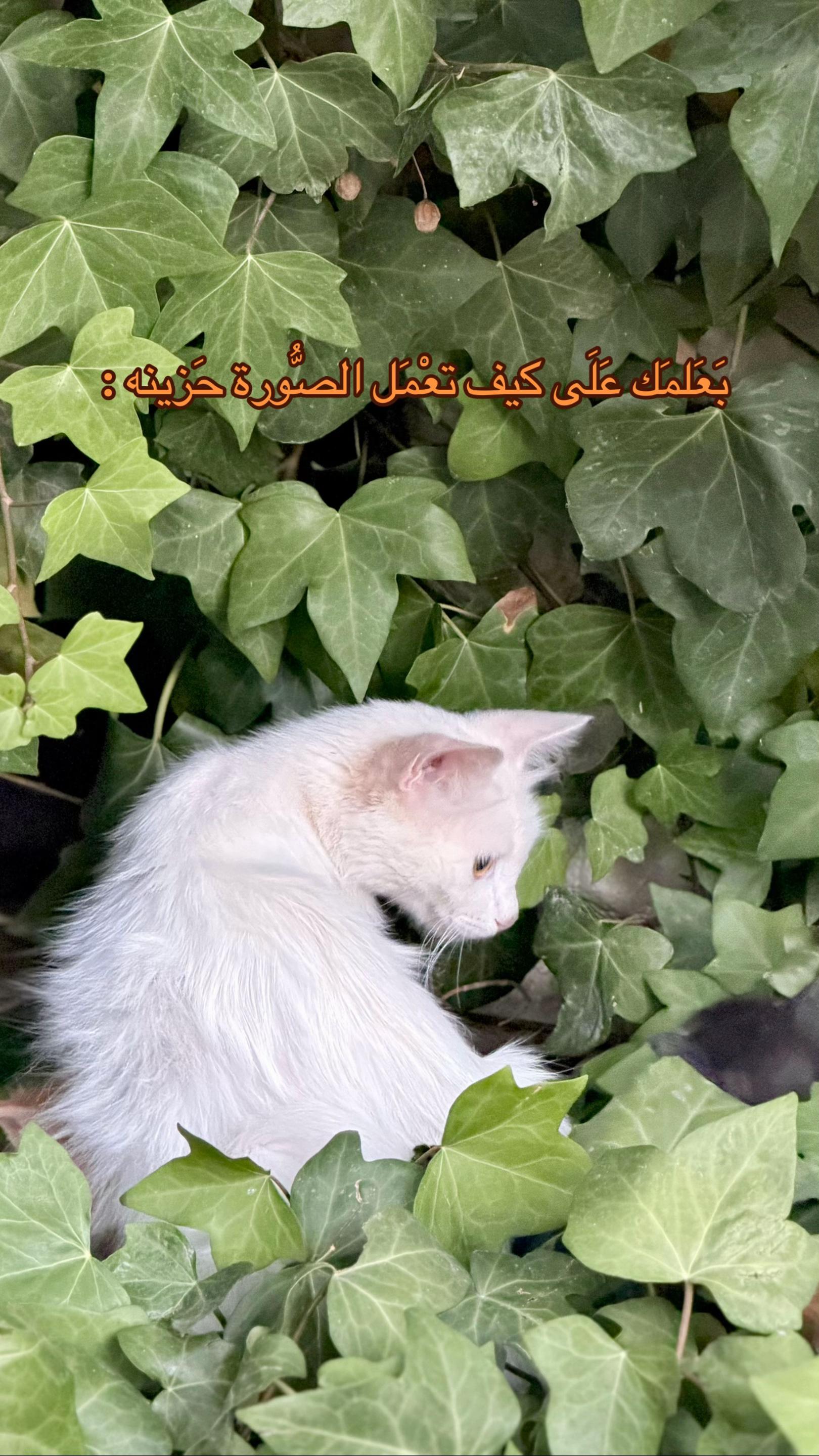 @سَـــــــآلِـمْ | ٤٧ هـِ .