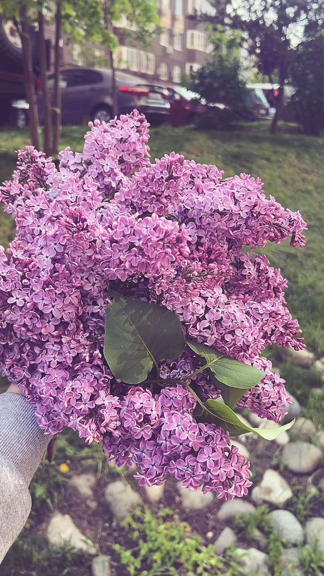 @vvv.z