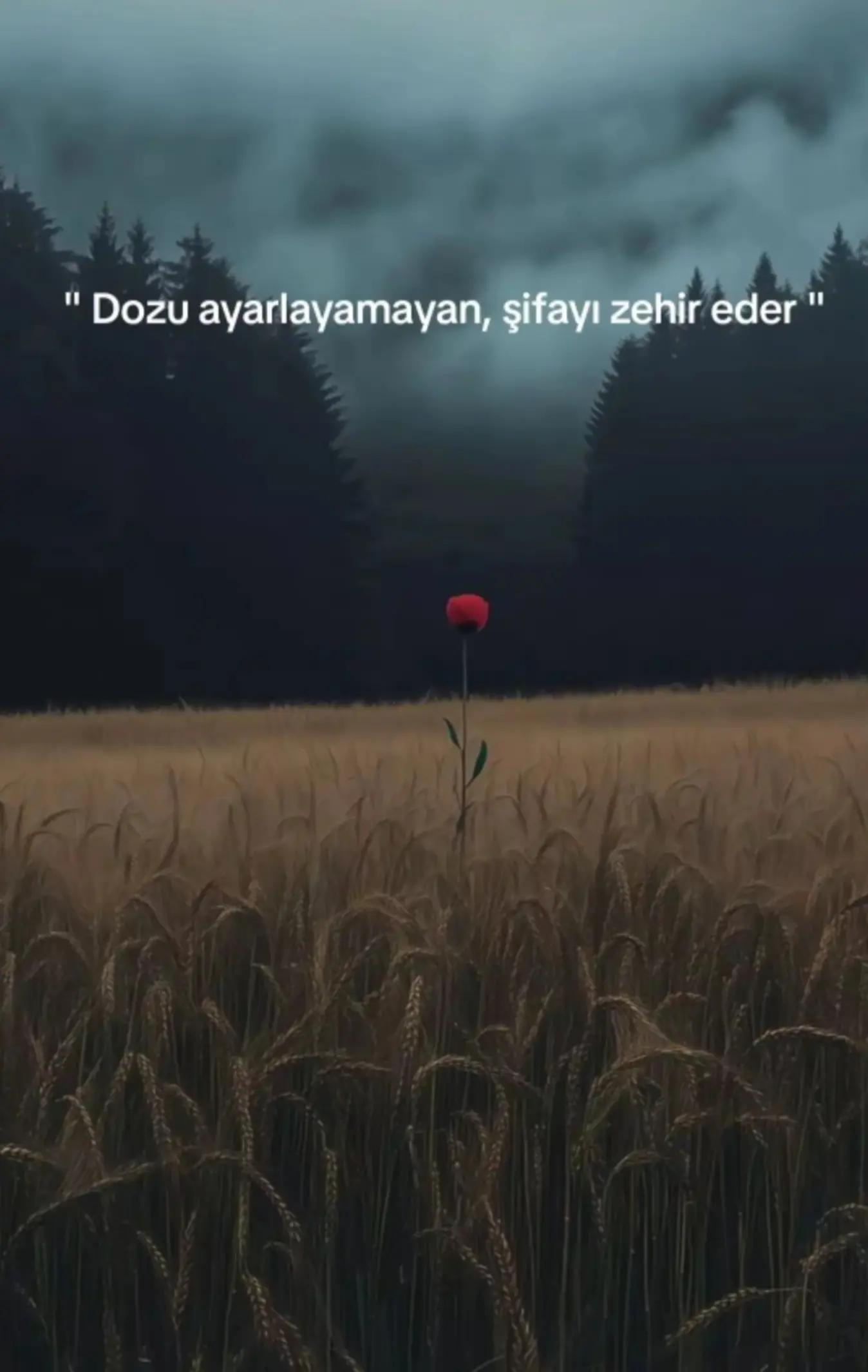 @BuLut Bey