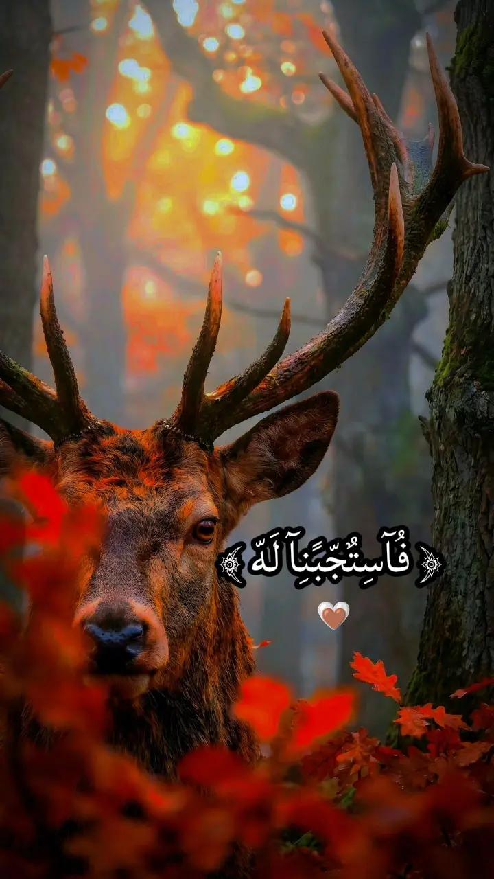 @فُتًى آلَآسًـلَآمِ|𝑄𝑢𝑟𝑎𝑛