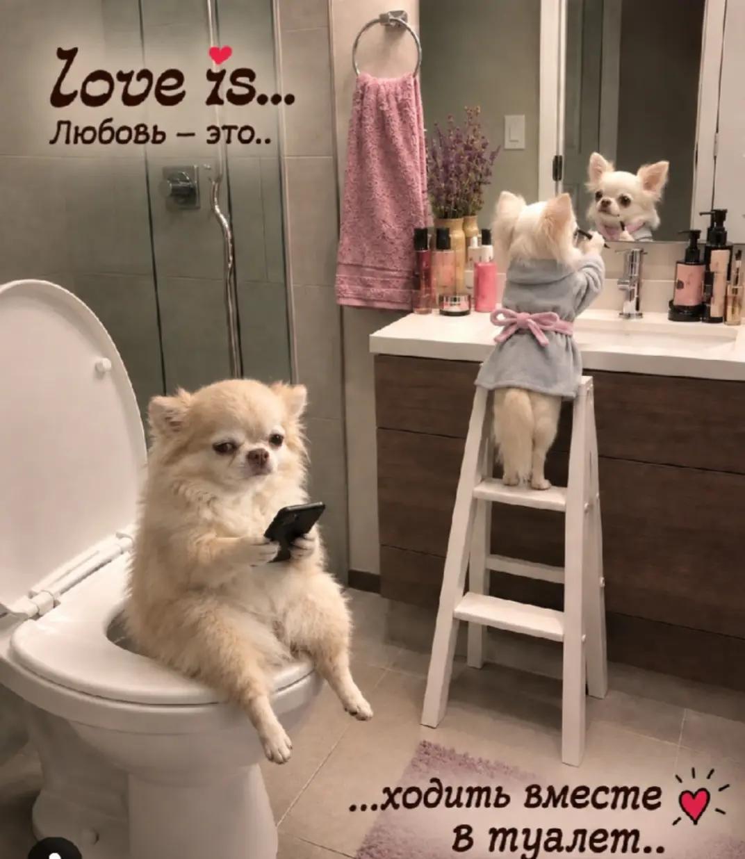 @любительница Audi ❤️