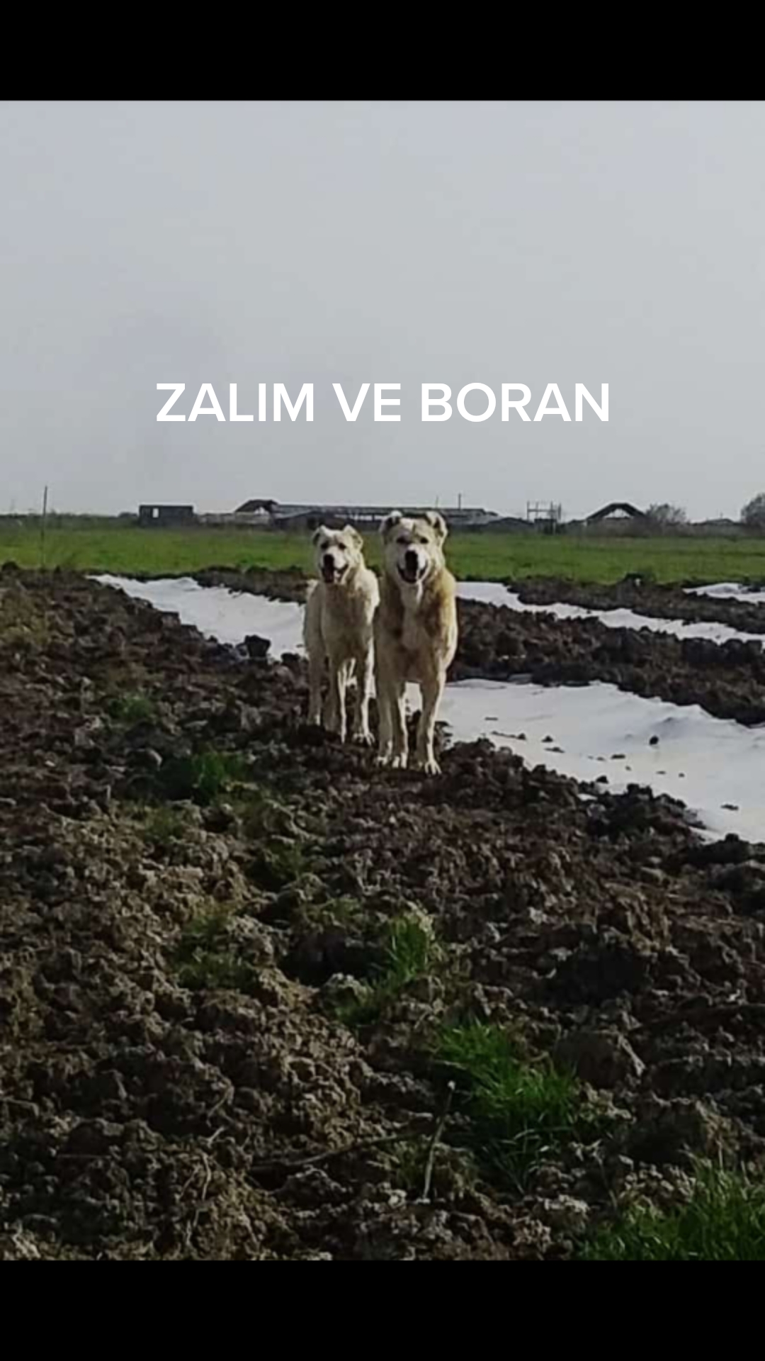 @Zalim_033