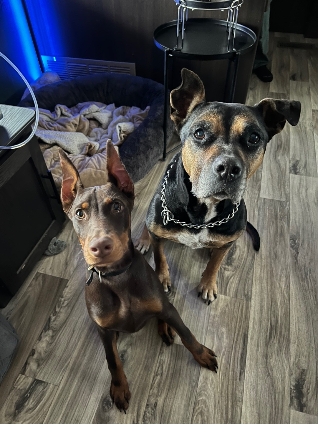 @🦇 maple mae 🦇