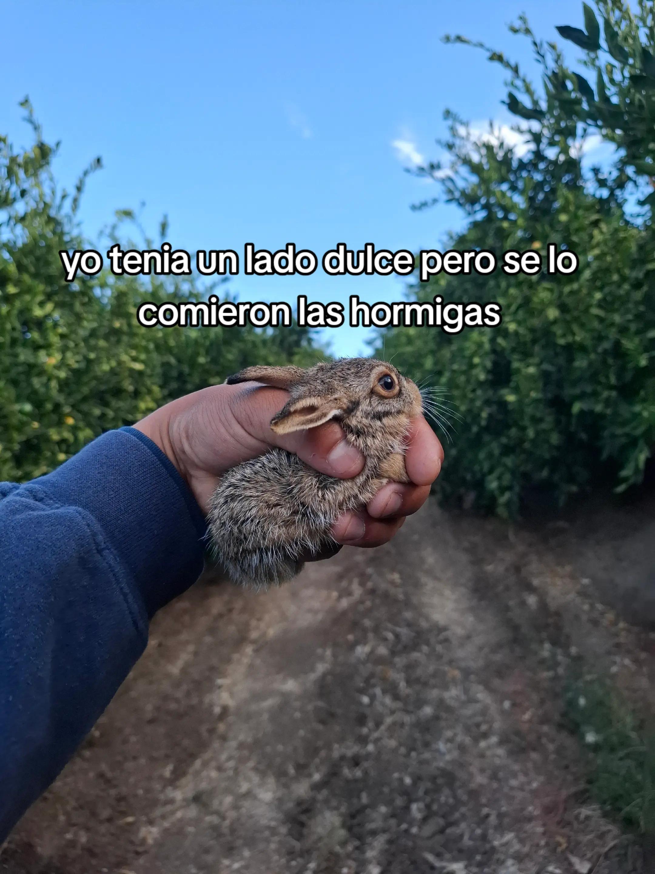 @El inge_agro🧑🌾🌽
