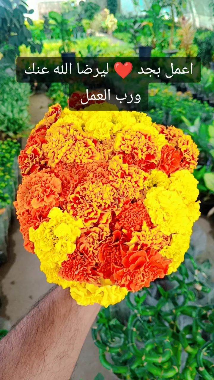 @🍂گوردسـتآنيـﮯ✨ عمـر 🌺