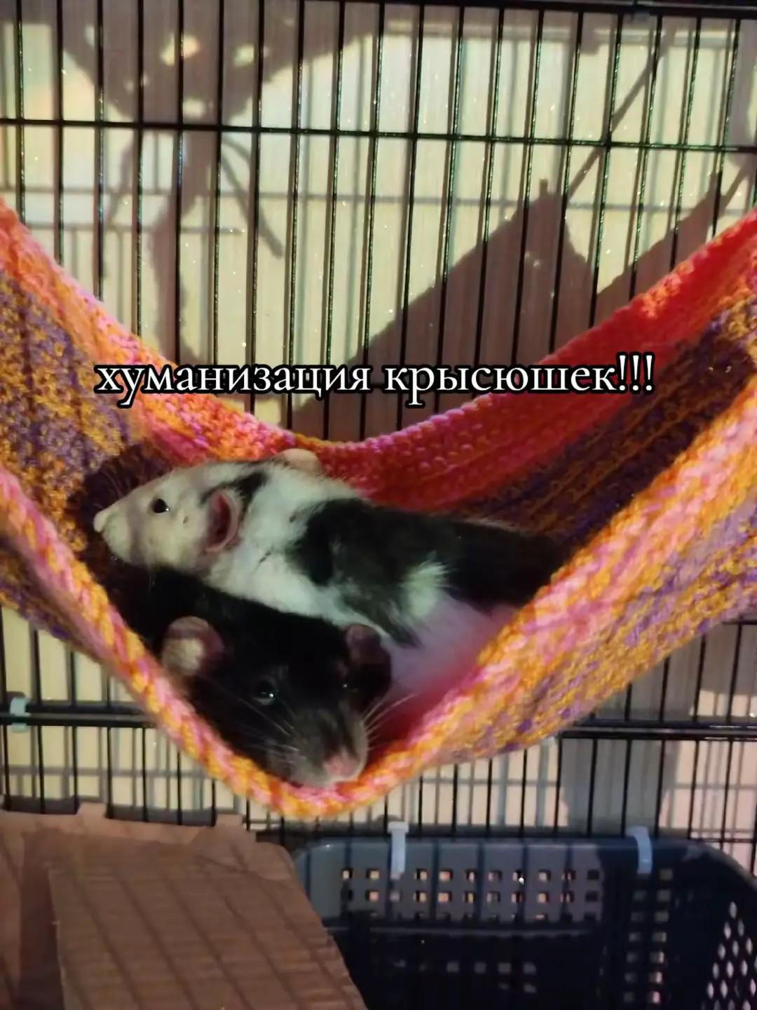 @dusselpagi