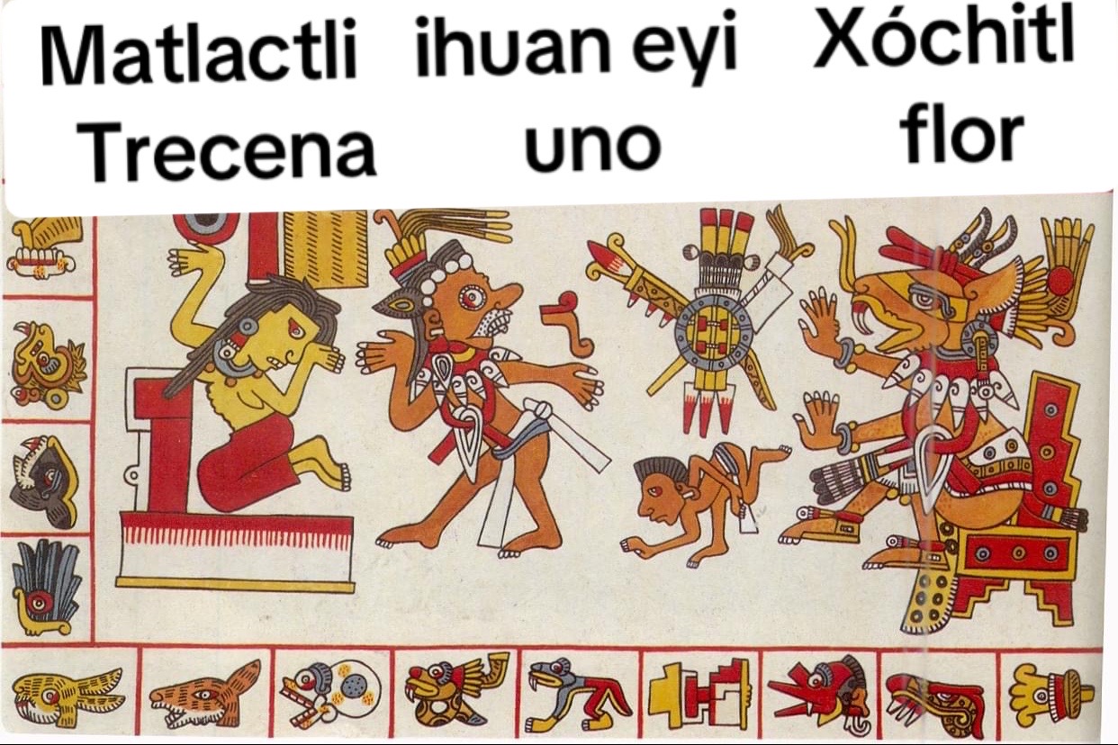 @ocelotl nahui 🐆
