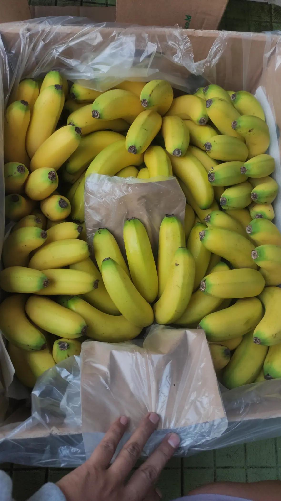 @supplier sayur dan buah sby