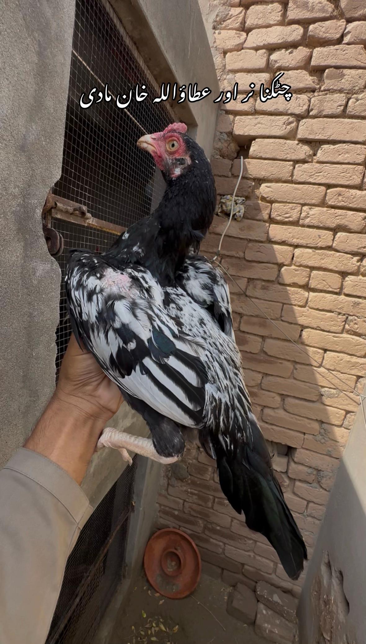 @Poultry Markaz