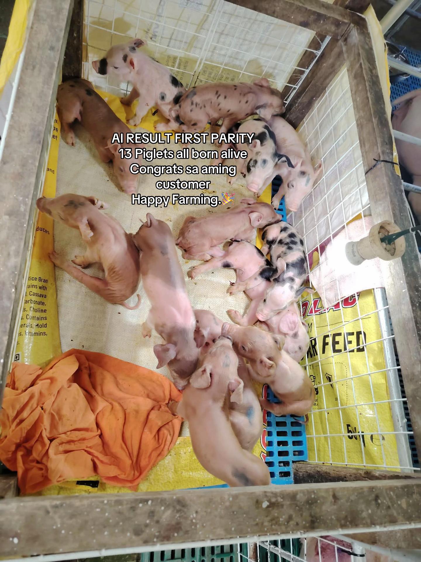 @Marj Pig Farm Vlogs