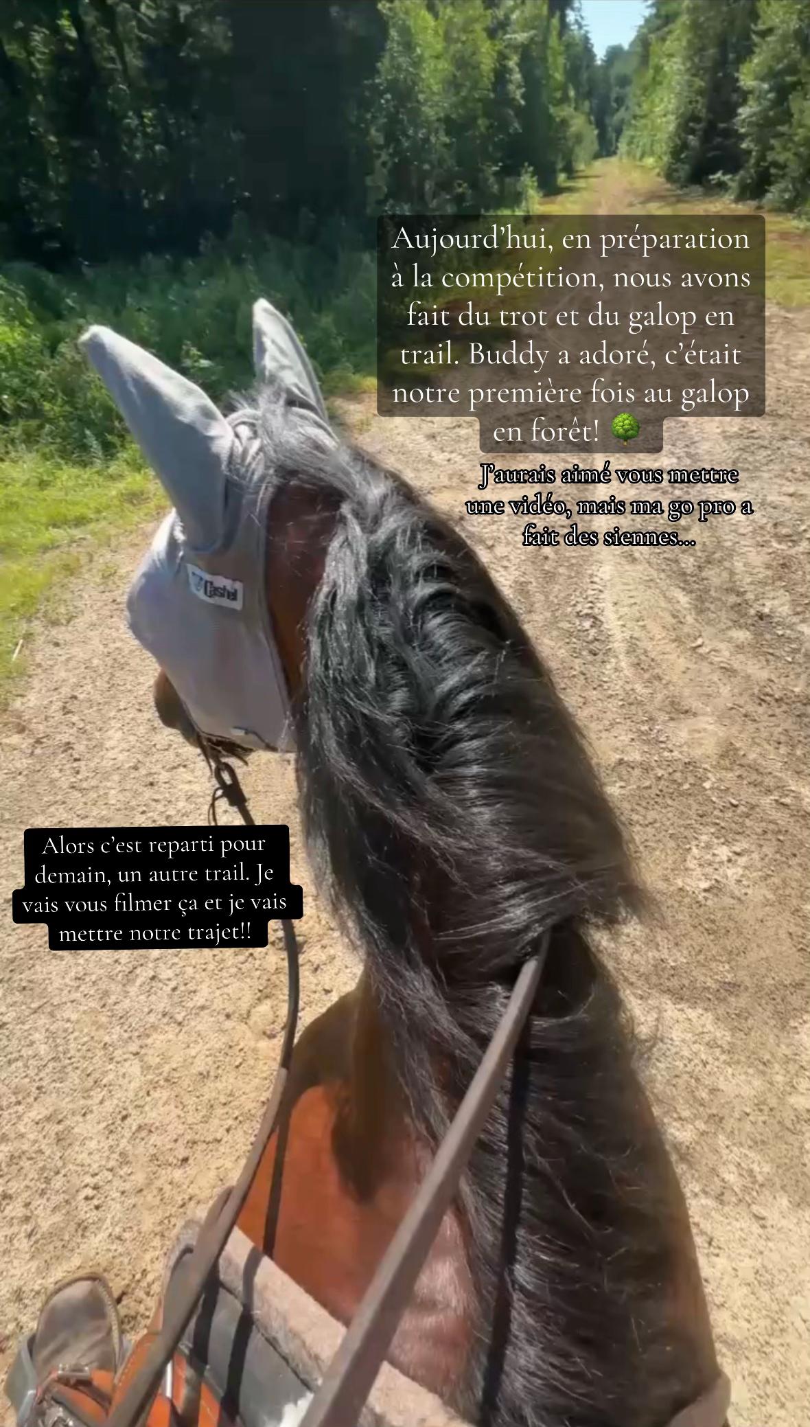 @🐴✨| M&M ranch |🐴✨