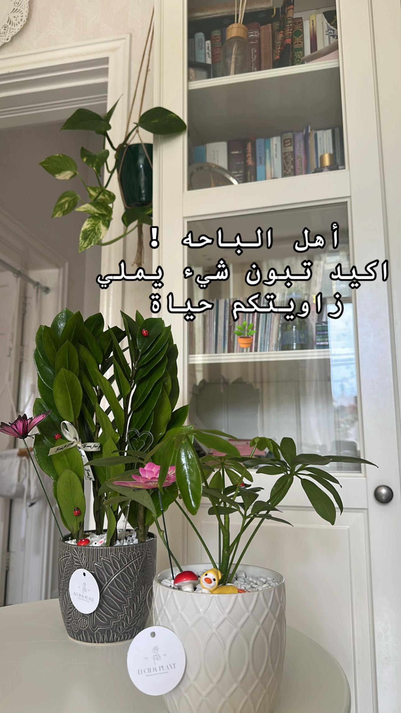 @لوسيـدا-الباحة🪴