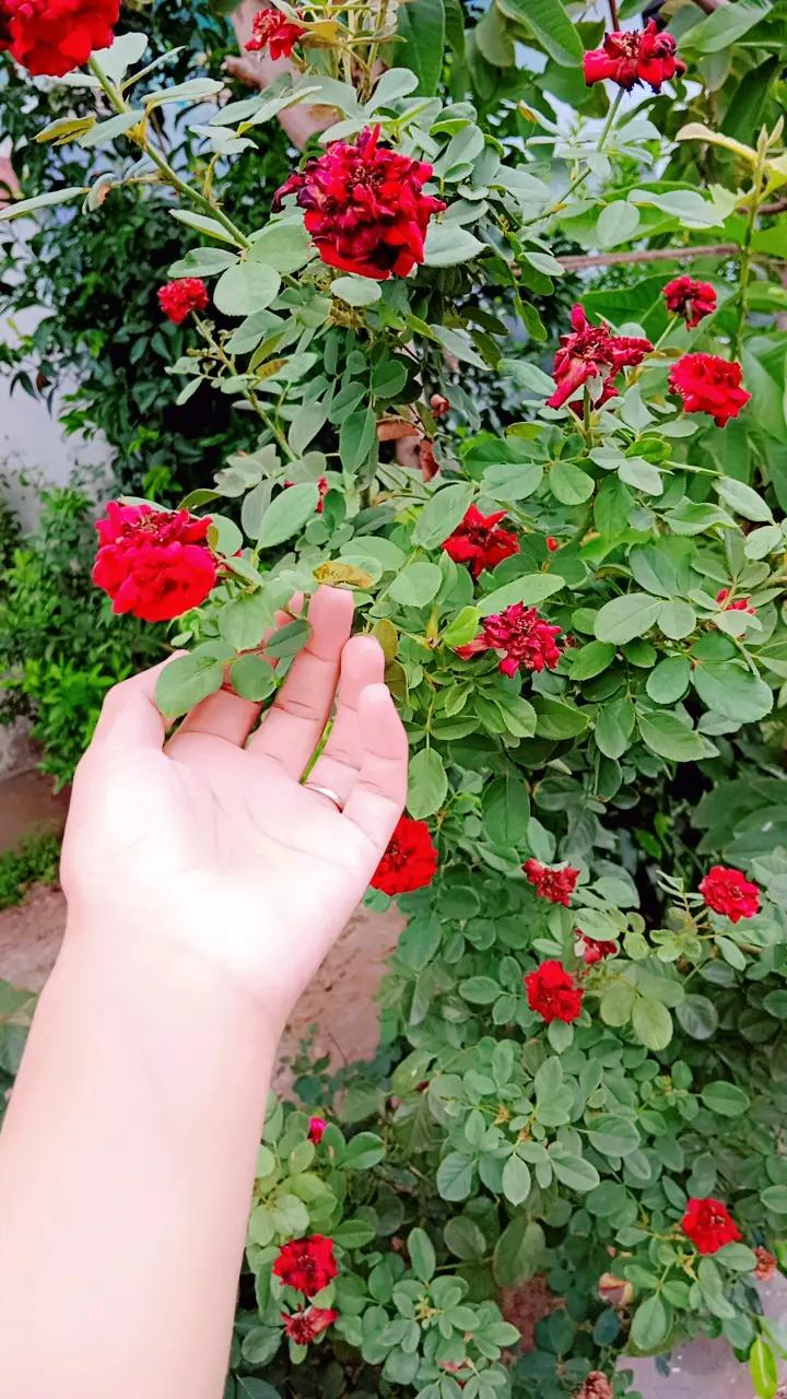@gohar jan ci ♥️♥️