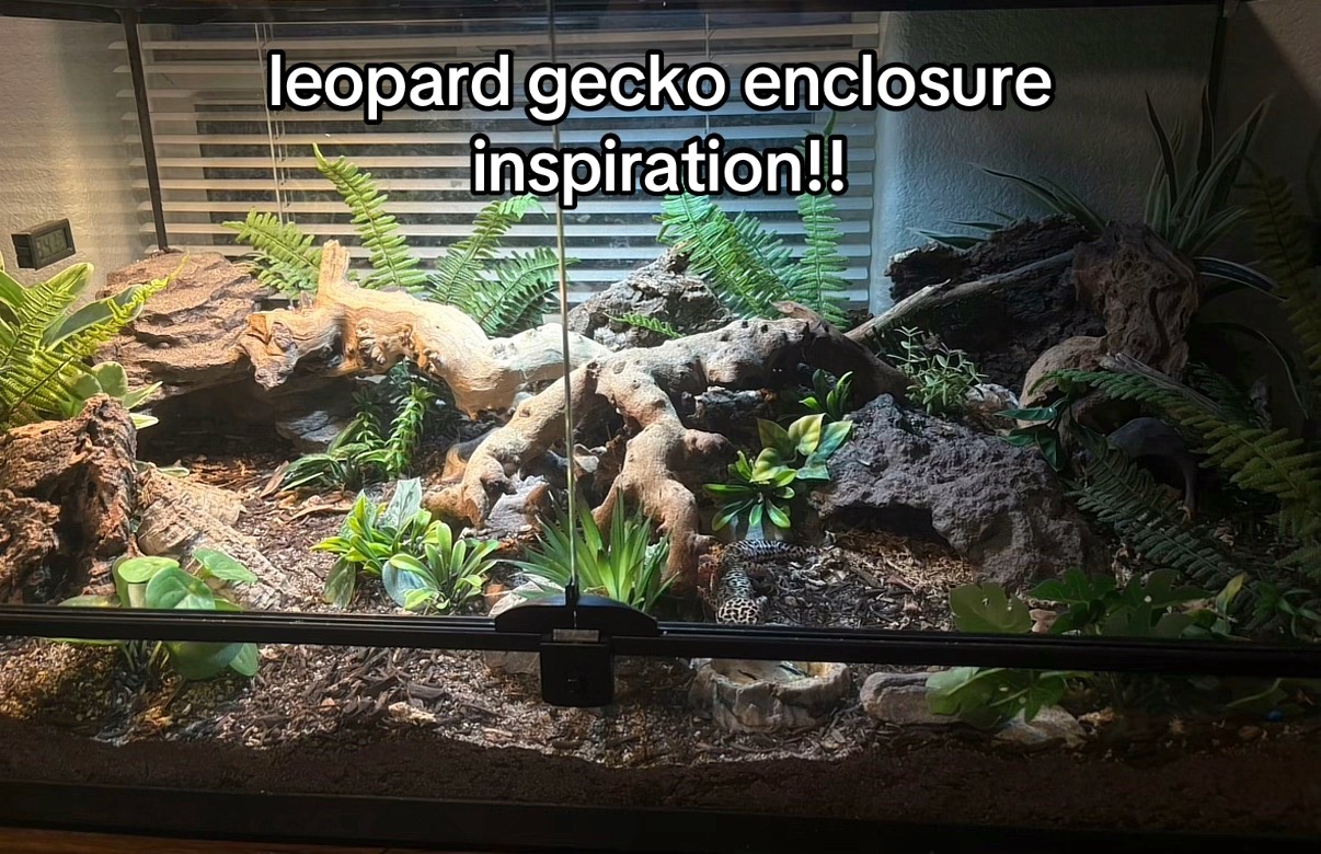 @layla🦎🍃