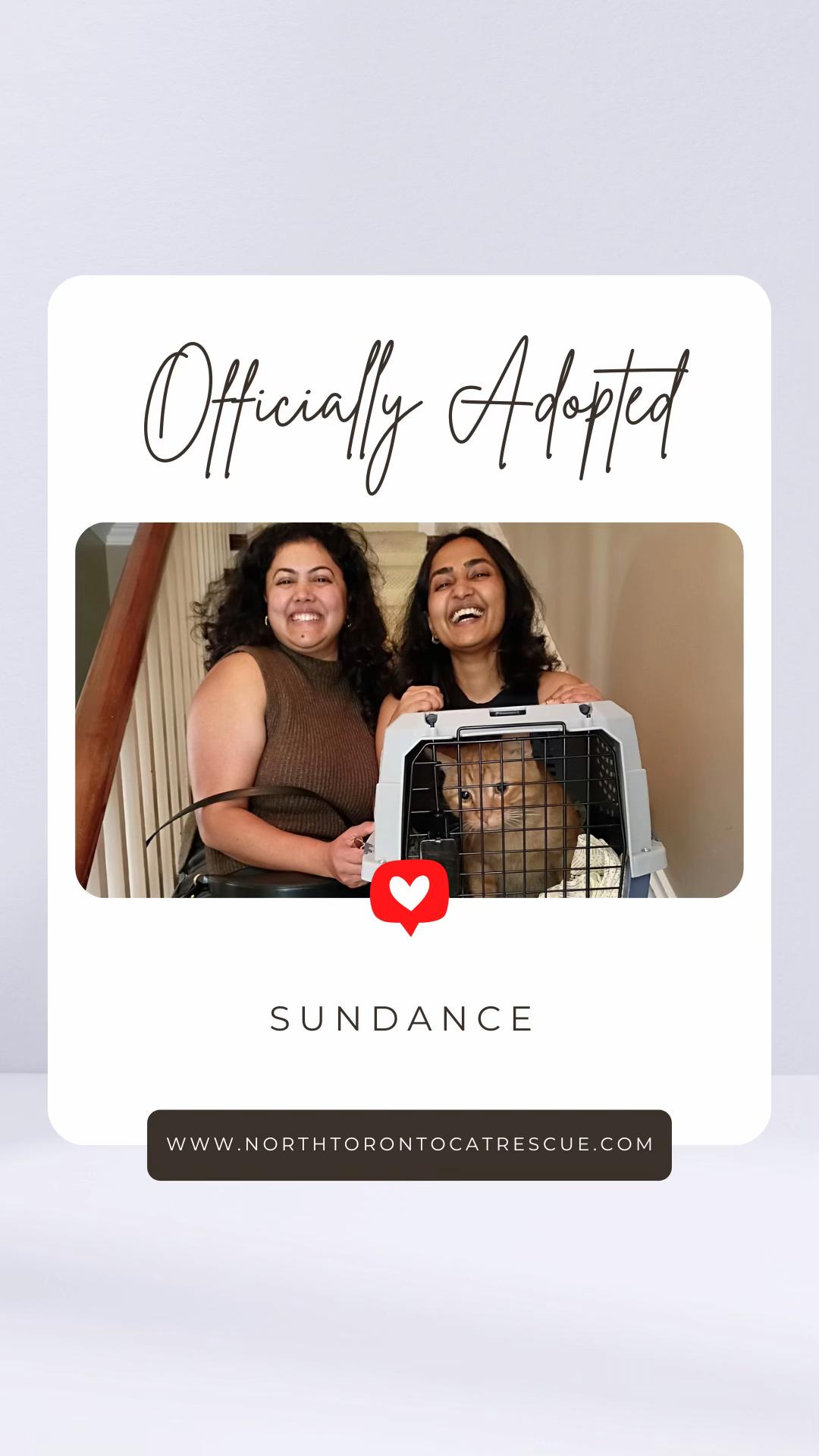 @North Toronto Cat Rescue