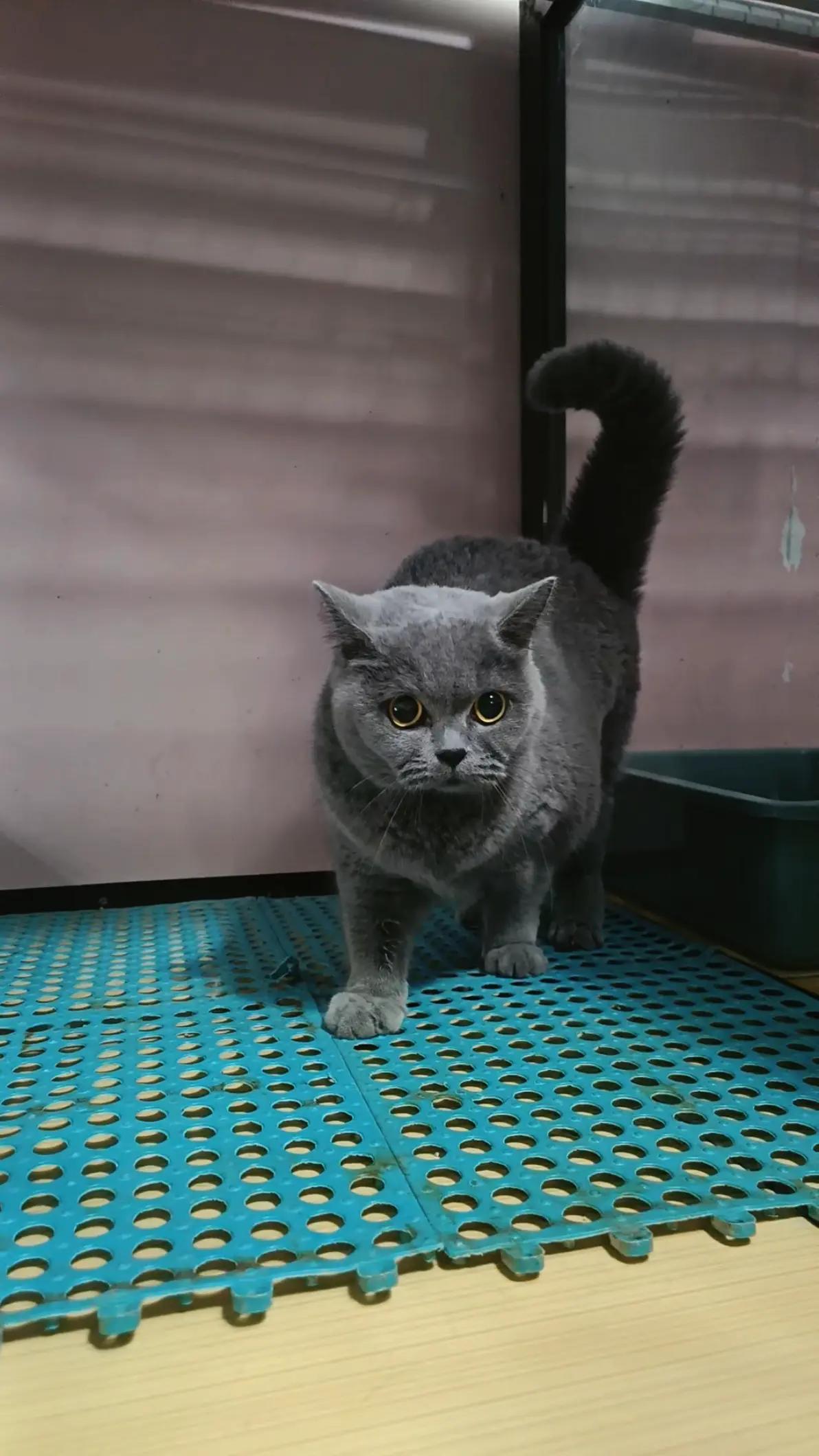 @Bemo Catshop