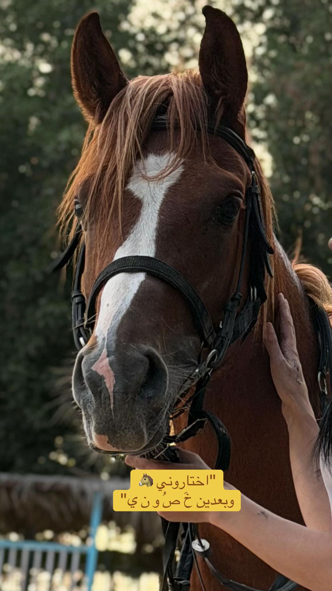 @Horsey.blee