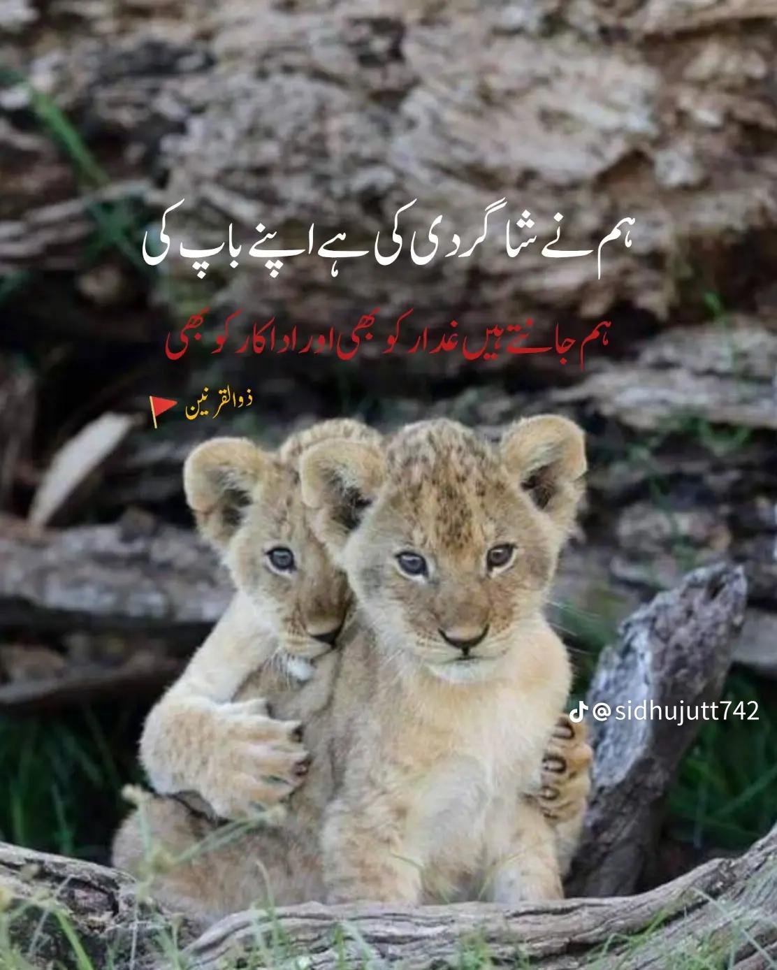 @✨رائے ابوبکر کھرل 🥰🫂