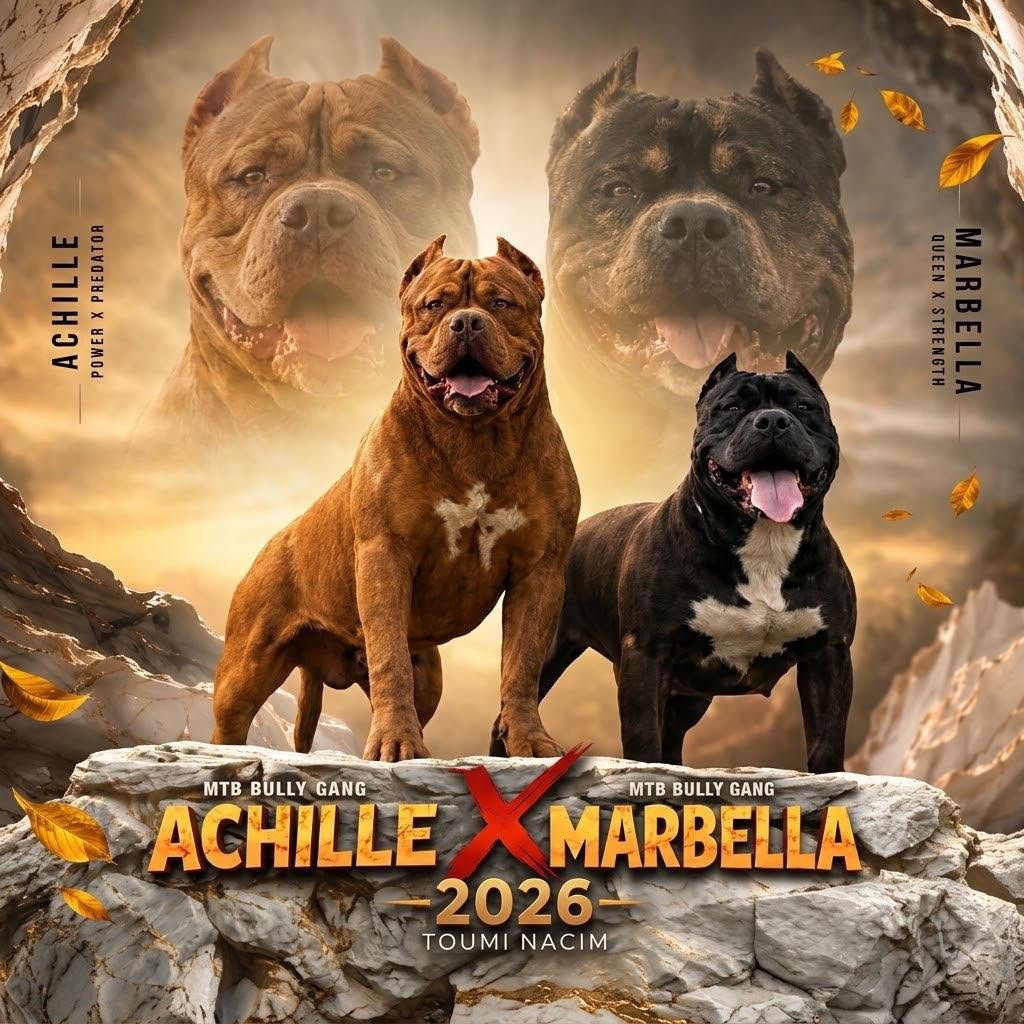@bully xl dz 🇩🇿🦍