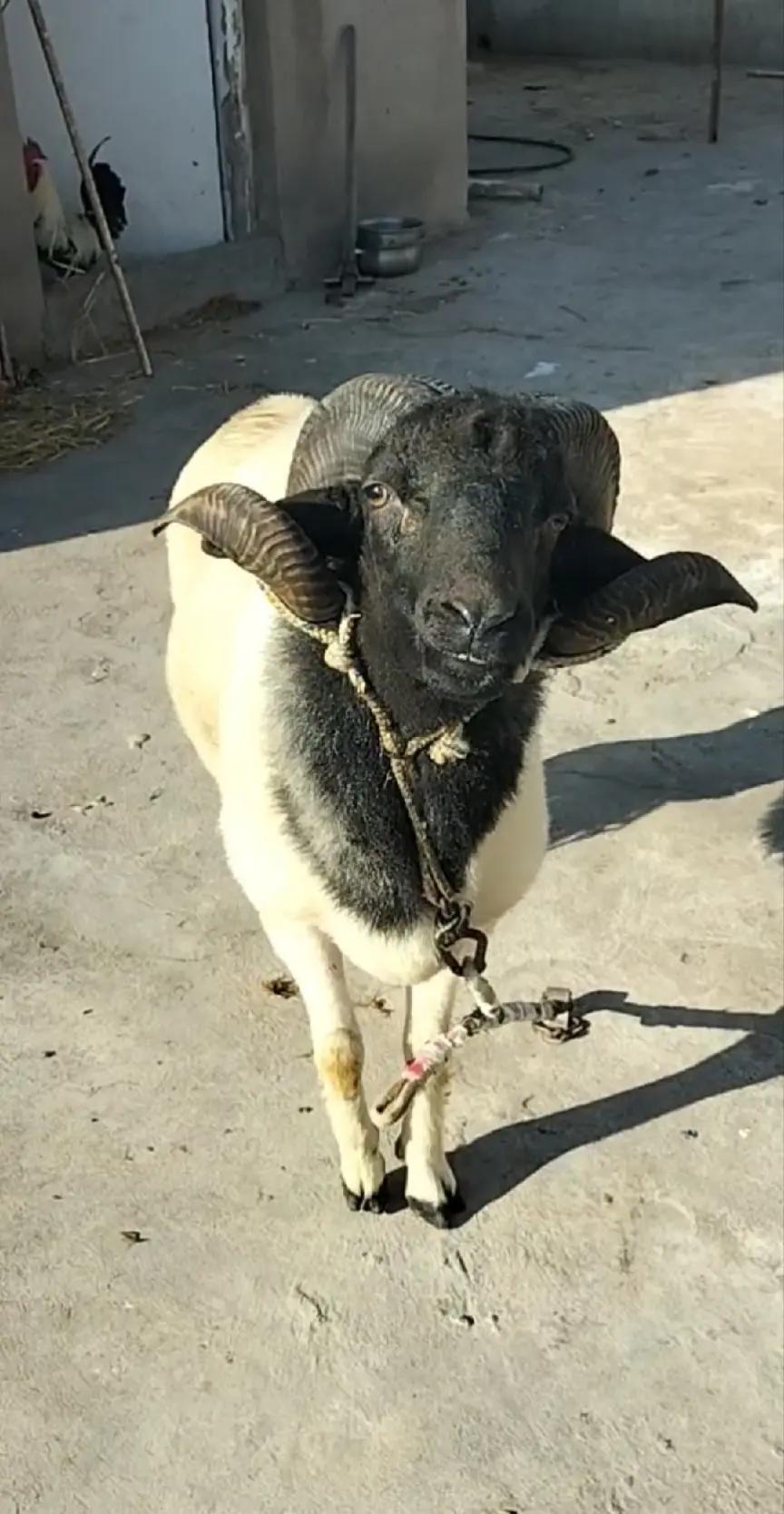@😎😎 🐏🐏🫣🫣