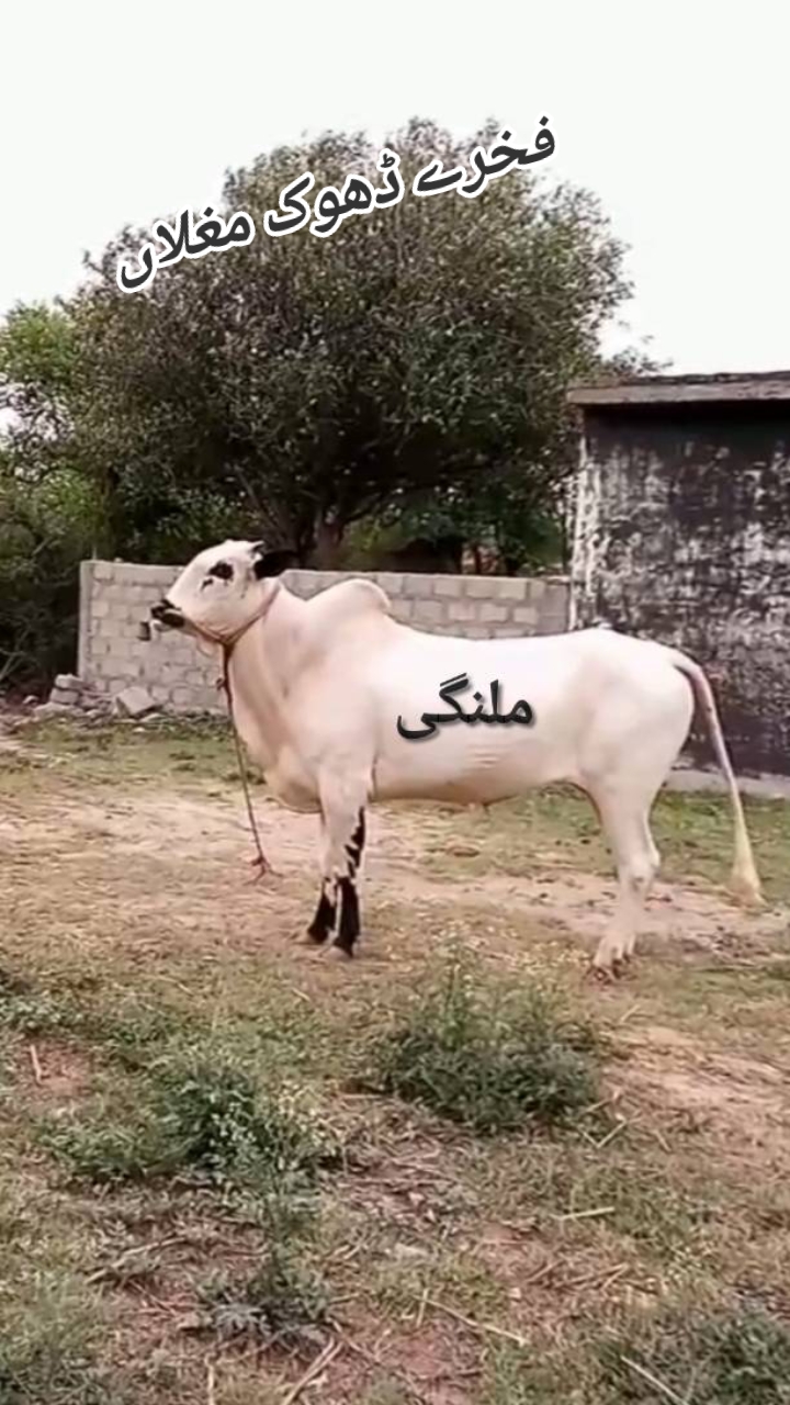 @🦅کالا باز🦅فخرے ڈھوک مغلاں♨️