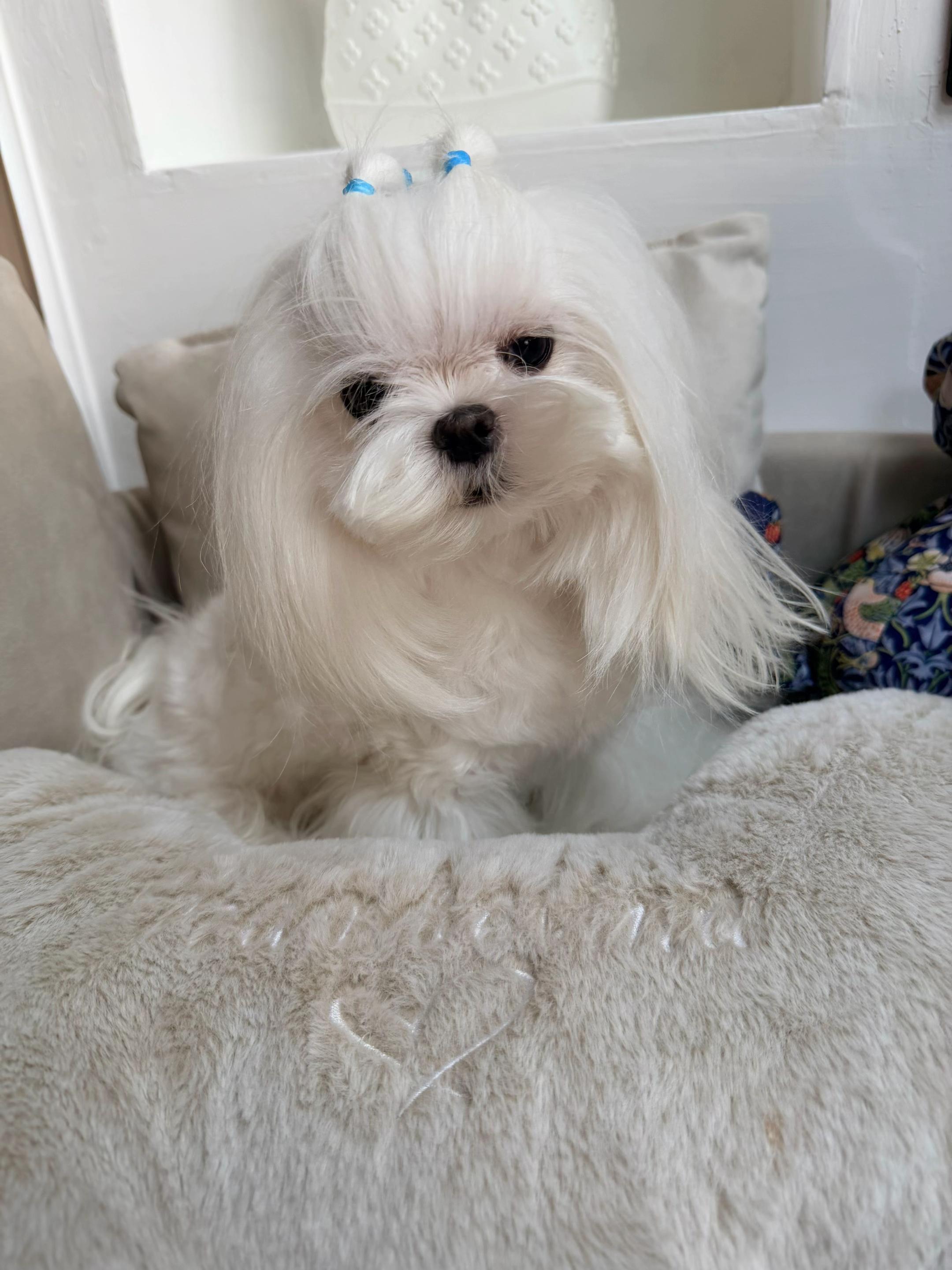 @Bambelina Maltese
