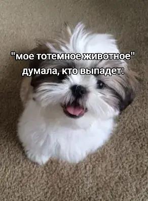 @ʕ·ᴥ· ʔ