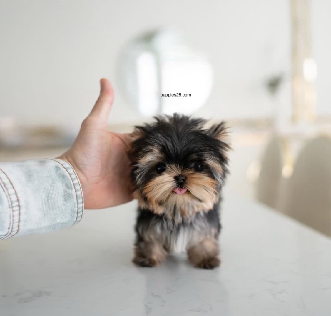 @PUPPIES25•COM