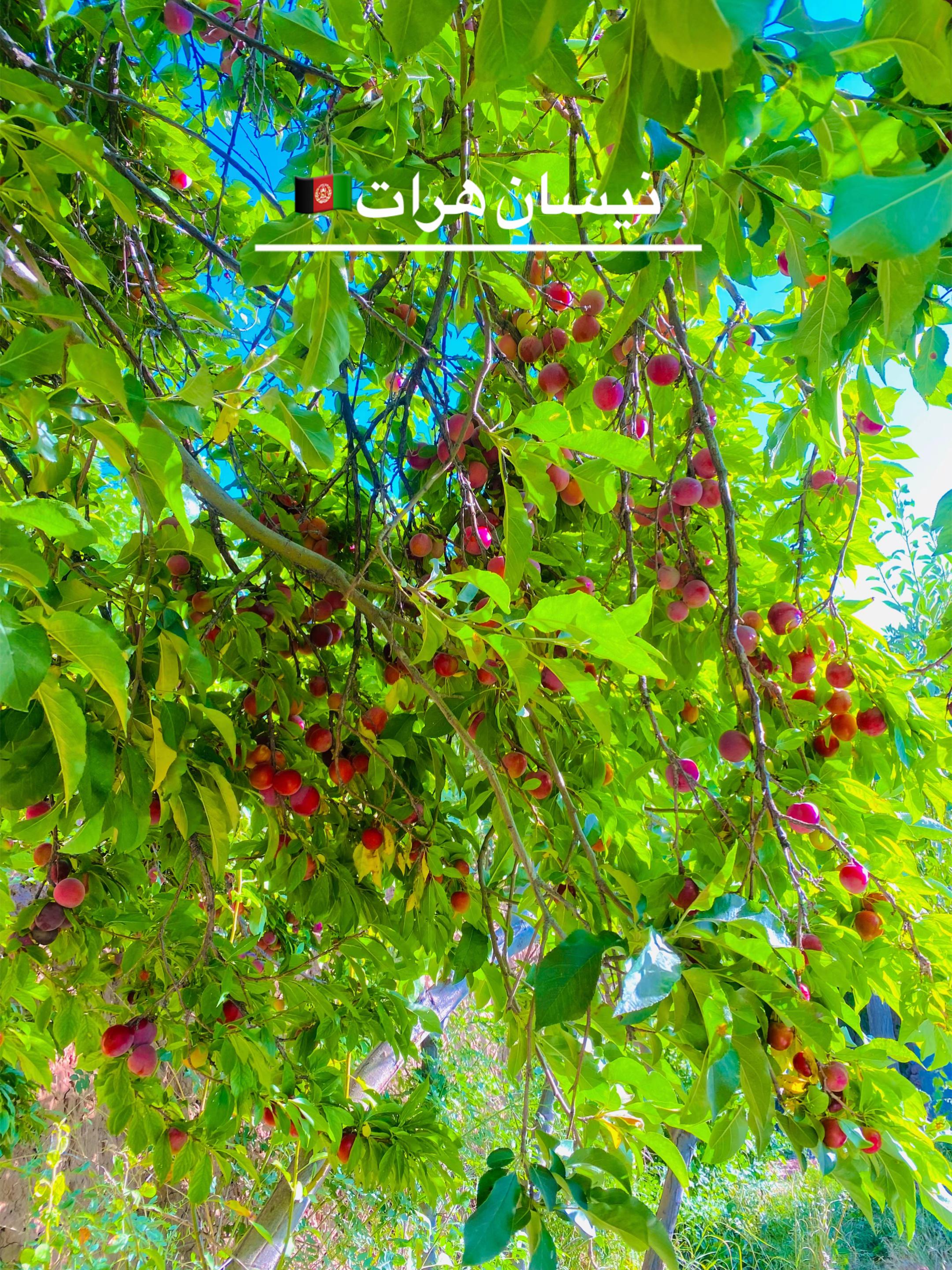 @__yalda__