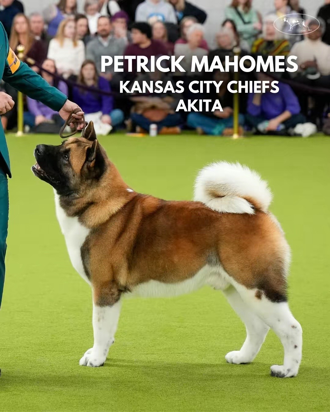 @Westminster Kennel Club